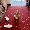 https://cdn-ostrovok-ru-ion.test.edgekey.net/t/100x100/hotel_review/00/a6/00a69bb3acce86e9e992c6f08d1b80845ec879f1.jpeg