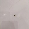 https://cdn-ostrovok-ru-ion.test.edgekey.net/t/100x100/hotel_review/05/82/0582bed277016323a98dbdcad46a1567aadeedda.JPEG