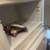 https://cdn-ostrovok-ru-ion.test.edgekey.net/t/100x100/hotel_review/08/f7/08f720a4a9b34e812bcd9a1c8c713a2202debf58.JPEG