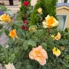 https://cdn-ostrovok-ru-ion.test.edgekey.net/t/100x100/hotel_review/09/17/09177199d78f224e055861214d7a3552efe007cc.JPEG