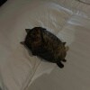 https://cdn-ostrovok-ru-ion.test.edgekey.net/t/100x100/hotel_review/0e/0a/0e0ab3a588fc201ab06ef5a5c7d834f9a77ff320.JPEG
