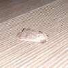https://cdn-ostrovok-ru-ion.test.edgekey.net/t/100x100/hotel_review/0f/58/0f58fc6275d6a2bb1ce4228a65c2eef41db53260.jpeg