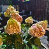 https://cdn-ostrovok-ru-ion.test.edgekey.net/t/100x100/hotel_review/12/fe/12fe677b601e552869c2f9ab6e6449a386af9a4f.JPEG