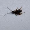 https://cdn-ostrovok-ru-ion.test.edgekey.net/t/100x100/hotel_review/14/60/1460be4566457bc2b0b45457d2dd5f7f38e5e963.JPEG