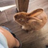 https://cdn-ostrovok-ru-ion.test.edgekey.net/t/100x100/hotel_review/17/b4/17b4b1a710d9a88d539261f8b443265c52e8cfea.JPEG