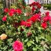 https://cdn-ostrovok-ru-ion.test.edgekey.net/t/100x100/hotel_review/1a/4e/1a4e61d420e254c88820334555ae9ca9d664726d.JPEG