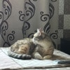 https://cdn-ostrovok-ru-ion.test.edgekey.net/t/100x100/hotel_review/1a/8a/1a8ae5f18b9485b4ba81aee4dce62dd8252f959e.JPEG