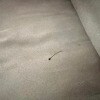 https://cdn-ostrovok-ru-ion.test.edgekey.net/t/100x100/hotel_review/1d/23/1d2341c0d7c934e300b1cb3d006eb049f0d11332.JPEG