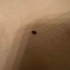 https://cdn-ostrovok-ru-ion.test.edgekey.net/t/100x100/hotel_review/1e/81/1e81abeb65b58776365f02b69e9aaceea1afe7bb.JPEG