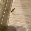 https://cdn-ostrovok-ru-ion.test.edgekey.net/t/100x100/hotel_review/21/52/21522756298166b1f80b8f6717f41a00d0313b8f.JPEG