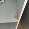 https://cdn-ostrovok-ru-ion.test.edgekey.net/t/100x100/hotel_review/23/ab/23ab319f4f350742a1b7ad3d3e1bdfe08e5492e7.JPEG