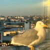 https://cdn-ostrovok-ru-ion.test.edgekey.net/t/100x100/hotel_review/2a/e6/2ae61062d2549eaf4c6a18ded7268650a1b9fff1.JPEG
