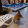 https://cdn-ostrovok-ru-ion.test.edgekey.net/t/100x100/hotel_review/2d/43/2d43606ed82d1ffc936e909740ef392c663101fe.JPEG