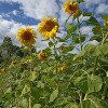 https://cdn-ostrovok-ru-ion.test.edgekey.net/t/100x100/hotel_review/33/8e/338ed6e41ded808a6a81f5736fab0a538ea177d4.jpeg