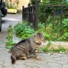 https://cdn-ostrovok-ru-ion.test.edgekey.net/t/100x100/hotel_review/36/46/364626185fb402c86b71a7d5647c4a75d48ec836.JPEG