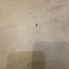 https://cdn-ostrovok-ru-ion.test.edgekey.net/t/100x100/hotel_review/38/ef/38ef067fd69e8ebb27d7dff6d76cff4c6fe3ee7b.jpeg