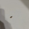 https://cdn-ostrovok-ru-ion.test.edgekey.net/t/100x100/hotel_review/3a/cb/3acbaac8899ab1df6c32e87b75eb80e695aacdee.JPEG
