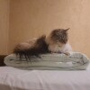 https://cdn-ostrovok-ru-ion.test.edgekey.net/t/100x100/hotel_review/3b/82/3b82981077b9013d1fcdd6126d818dacb2b179c6.JPEG