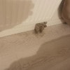 https://cdn-ostrovok-ru-ion.test.edgekey.net/t/100x100/hotel_review/3d/08/3d088982a2ce7bd904dcccc3c1207cff0bcfcfd9.jpeg