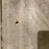 https://cdn-ostrovok-ru-ion.test.edgekey.net/t/100x100/hotel_review/47/59/4759bed80d165433c556c4ef95e2db4c15ccccd7.JPEG