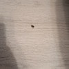 https://cdn-ostrovok-ru-ion.test.edgekey.net/t/100x100/hotel_review/47/eb/47ebeea7197c9d03fd801a9998cf8478b90b277d.JPEG