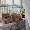https://cdn-ostrovok-ru-ion.test.edgekey.net/t/100x100/hotel_review/4d/e4/4de43232415474d0a5954f9b2944bce7b075082c.JPEG