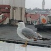 https://cdn-ostrovok-ru-ion.test.edgekey.net/t/100x100/hotel_review/4f/22/4f22b122ac368e8090b75e748f80ab7bfddc4e78.JPEG