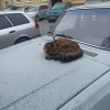 https://cdn-ostrovok-ru-ion.test.edgekey.net/t/100x100/hotel_review/4f/8b/4f8ba093191b4423847c3adbd1dfc42d2a1d68ea.JPEG