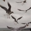 https://cdn-ostrovok-ru-ion.test.edgekey.net/t/100x100/hotel_review/50/68/5068399bd6d99ecb4bcd80d27060a630456d95df.jpeg