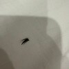 https://cdn-ostrovok-ru-ion.test.edgekey.net/t/100x100/hotel_review/53/79/5379194fbaaa0652b24ae33f98183ca313edeb89.JPEG