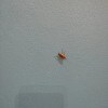 https://cdn-ostrovok-ru-ion.test.edgekey.net/t/100x100/hotel_review/53/a3/53a3847811a671e569973c6189d4560a6eebc44c.jpeg