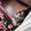 https://cdn-ostrovok-ru-ion.test.edgekey.net/t/100x100/hotel_review/55/57/55572a16243ef9b4bc3f3d812c5185f87c6cdec4.JPEG