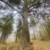 https://cdn-ostrovok-ru-ion.test.edgekey.net/t/100x100/hotel_review/5a/49/5a494121d350e7d53450fbcde3865d96bebf3f29.JPEG
