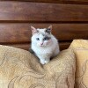 https://cdn-ostrovok-ru-ion.test.edgekey.net/t/100x100/hotel_review/5d/be/5dbed99a7cd746adc174408e1717ea5adaccd99d.JPEG
