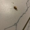 https://cdn-ostrovok-ru-ion.test.edgekey.net/t/100x100/hotel_review/61/da/61da2d8f51c98f14b4a27d25f27260e6fb073929.JPEG