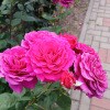 https://cdn-ostrovok-ru-ion.test.edgekey.net/t/100x100/hotel_review/68/d6/68d69877945d3f3a9c80da2d67232c6ca60cd869.JPEG