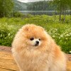 https://cdn-ostrovok-ru-ion.test.edgekey.net/t/100x100/hotel_review/6c/32/6c3217e8ecc082b9b340239644b226fb1406be6f.JPEG