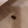 https://cdn-ostrovok-ru-ion.test.edgekey.net/t/100x100/hotel_review/6c/6c/6c6ce62831e2b6b71095803d3df3fd54dbf8bb86.JPEG
