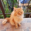 https://cdn-ostrovok-ru-ion.test.edgekey.net/t/100x100/hotel_review/6d/0a/6d0a1e0e42a398658a7ec0154fd2320ae8fb367a.JPEG