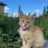https://cdn-ostrovok-ru-ion.test.edgekey.net/t/100x100/hotel_review/6d/91/6d917650ae24fea602ed6a9fa17d8e518fcb567f.JPEG
