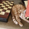https://cdn-ostrovok-ru-ion.test.edgekey.net/t/100x100/hotel_review/6f/ba/6fba9938060e7209a8368d9453bf5a0c10ad271b.jpeg