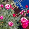 https://cdn-ostrovok-ru-ion.test.edgekey.net/t/100x100/hotel_review/73/2c/732c25cb006b2ee462a9deddd2c4cad9d03ebedb.JPEG