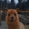 https://cdn-ostrovok-ru-ion.test.edgekey.net/t/100x100/hotel_review/74/3b/743b3a1723c2e33b2624fba1760a66fba4dfc58b.JPEG