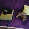 https://cdn-ostrovok-ru-ion.test.edgekey.net/t/100x100/hotel_review/74/e9/74e91aa19de8c37f3c38764f4bc27065d4d81859.JPEG