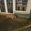 https://cdn-ostrovok-ru-ion.test.edgekey.net/t/100x100/hotel_review/7c/4f/7c4f24aeac279ca2439314b459ec6ff8eb033db8.JPEG