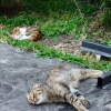 https://cdn-ostrovok-ru-ion.test.edgekey.net/t/100x100/hotel_review/7d/65/7d65760ee8ce2477e5c4e32ec0a7cb6a67551f48.JPEG