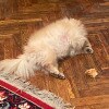 https://cdn-ostrovok-ru-ion.test.edgekey.net/t/100x100/hotel_review/7f/04/7f041b4fb4e5a6f864f02e14874548053e7b789d.jpeg