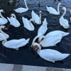 https://cdn-ostrovok-ru-ion.test.edgekey.net/t/100x100/hotel_review/7f/96/7f9658fa727d152446351a93151ec267ed12e185.JPEG