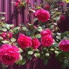 https://cdn-ostrovok-ru-ion.test.edgekey.net/t/100x100/hotel_review/84/ea/84ea9a745c4c008635652aaf04570bc7c6f95e64.jpeg