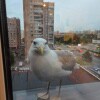 https://cdn-ostrovok-ru-ion.test.edgekey.net/t/100x100/hotel_review/8a/97/8a974b1147e018715aed16625f8b29d5e9b323c0.JPEG